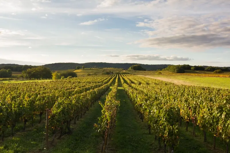 Vignes à Mercuès, près de Cahors, sur le terroir AOC Cahors. 